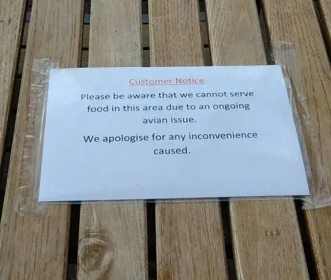 Wetherspoon Aberystwyth garden shuts amid bird issues