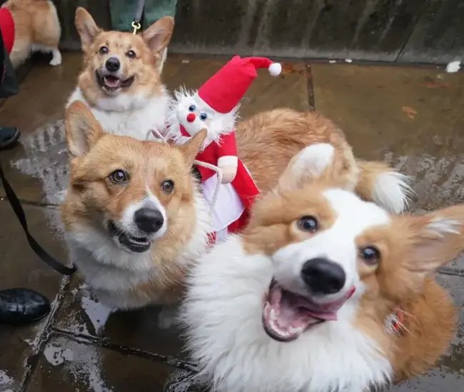 Corgis in Christmas jumpers