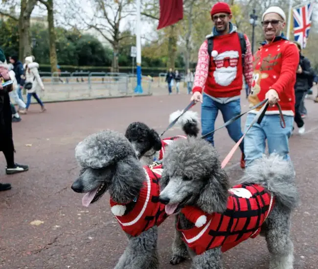 Dogs in Christmas jumpers parade in London