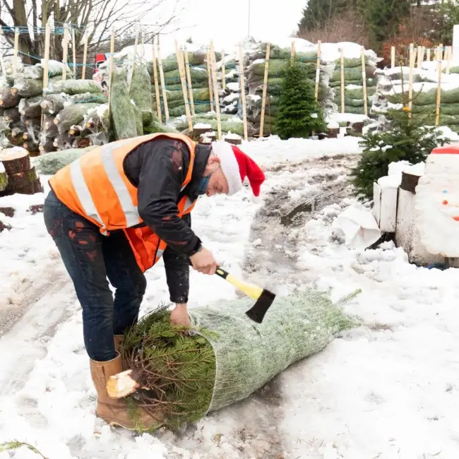 Met Office forecasts a 'green Christmas' in the UK